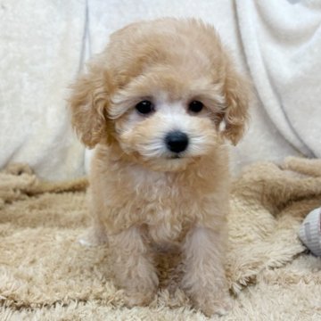 トイプードル(トイ)【石川県・女の子・2025年9月19日・アプリコット】の写真「超かわいいです！」