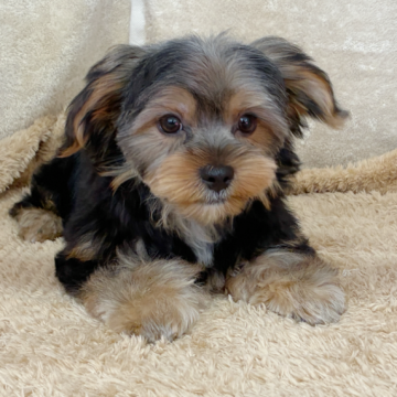 ヨークシャーテリア【石川県・男の子・2025年8月9日・スチールブルータン】の写真「元気で健康なかわいい子」