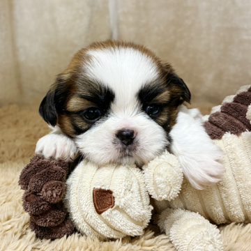 シーズー【石川県・女の子・2025年9月17日・ホワイトブラウン】の写真「ころころのおまんじゅう状態♡」
