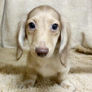 ミニチュアダックスフンド(ロング)【石川県・男の子・2025年8月13日・シェーデッドイエロー】の写真「かわいいお顔の男の子です。」