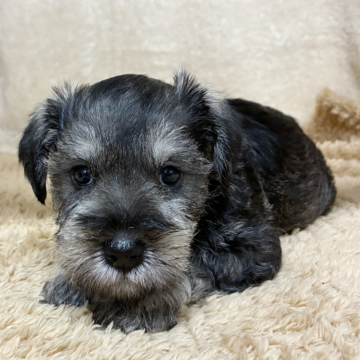 ミニチュアシュナウザー【石川県・女の子・2025年10月4日・ソルト&ペッパー】の写真「健康優良児です。」