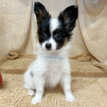 パピヨン【石川県・男の子・2025年9月5日・トライカラー】の写真「しっかりかわいい♡」