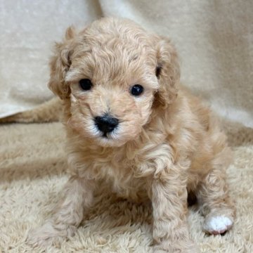 トイプードル(トイ)【石川県・男の子・2025年10月14日・アプリコット】の写真「キュートなお顔♡♡」