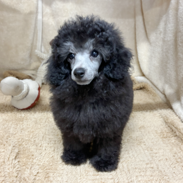 トイプードル(トイ)【石川県・男の子・2025年9月27日・シルバー】の写真「久しぶりのシルバーカラー」