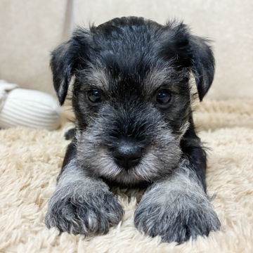 ミニチュアシュナウザー【石川県・男の子・2025年10月4日・ソルト&ペッパー】の写真「健康優良児です。」