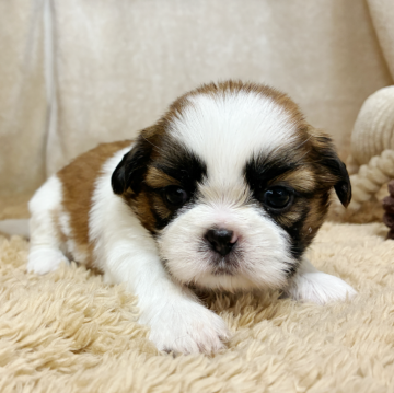 シーズー【石川県・女の子・2025年9月17日・ホワイトブラウン】の写真「ころころのおまんじゅう状態♡」
