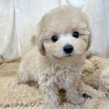 トイプードル(トイ)【石川県・男の子・2025年9月19日・アプリコット】の写真「おめめが大きくてキュートなお顔です。」