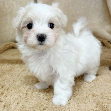 マルチーズ【石川県・女の子・2025年10月3日・ホワイト】の写真「レモンタンありのかわいい子です！」