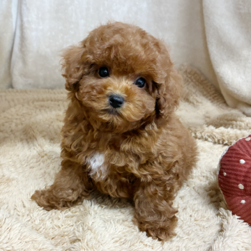 トイプードル(トイ)【石川県・男の子・2025年8月10日・レッド】の写真「かわいく成長中しました♡」