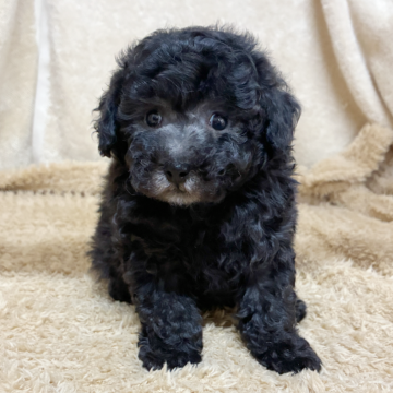 トイプードル(トイ)【石川県・女の子・2025年9月27日・シルバー】の写真「毛量のよいかわいい子です。」