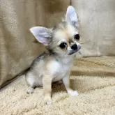 チワワ(ロング)