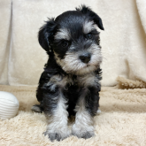 ミニチュアシュナウザー