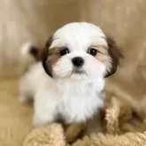 シーズー