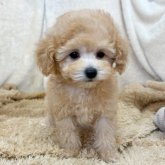 トイプードル(トイ)