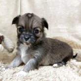 チワワ(ロング)