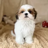 シーズー