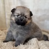 ポメラニアン