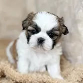 シーズー