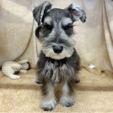 ミニチュアシュナウザー