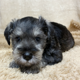 ミニチュアシュナウザー