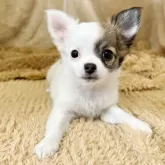 チワワ(ロング)
