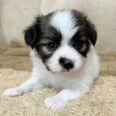 パピヨン