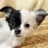チワワ(ロング)