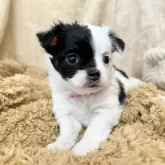 チワワ(ロング)