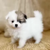 ポメラニアン