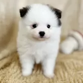 ポメラニアン