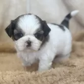 シーズー