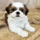 シーズー