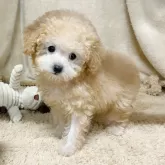 タイニープードル