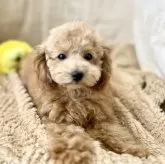 トイプードル(トイ)【石川県・女の子・2024年11月20日・レッド】の写真1「どこから見てもかわいいお顔🩷」