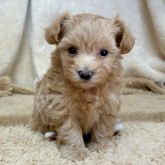 マルプー(マルチーズ×トイプードル)