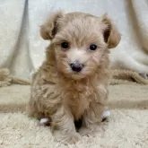 マルプー(マルチーズ×トイプードル)【石川県・男の子・2025年10月6日・クリーム】の写真1「イケメンくん」