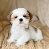 シーズー