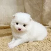 ポメラニアン