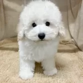 トイプードル(トイ)