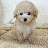 トイプードル(トイ)