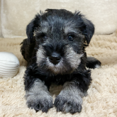 ミニチュアシュナウザー