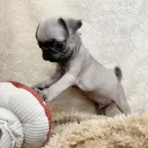 パグ【石川県・男の子・2025年6月6日・フォーン】の写真10