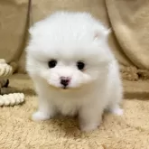 ポメラニアン【石川県・男の子・2025年10月17日・ホワイト】の写真3