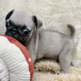 パグ【石川県・男の子・2025年6月6日・フォーン】の写真8