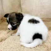 パピヨン【石川県・女の子・2025年9月5日・ホワイトブラウン】の写真4