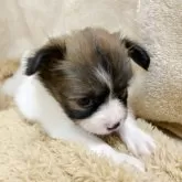 パピヨン【石川県・女の子・2025年9月5日・ホワイトブラウン】の写真6