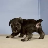 ミニチュアシュナウザー【石川県・女の子・2024年10月18日・ソルト&ペッパー】の写真9