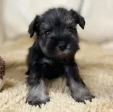 ミニチュアシュナウザー【石川県・男の子・2025年7月20日・ソルト&ペッパー】の写真12