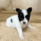 パピヨン【石川県・男の子・2025年9月5日・トライカラー】の写真7