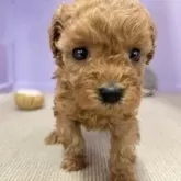 トイプードル(トイ)【石川県・女の子・2024年11月20日・レッド】の写真14